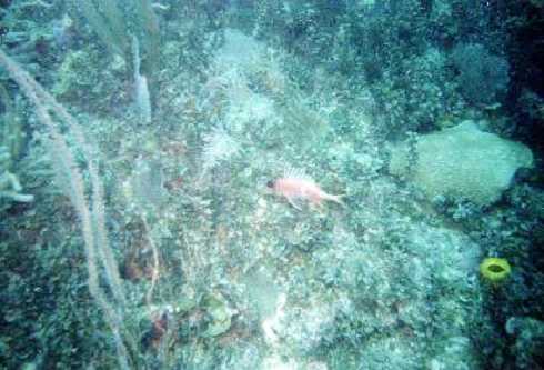 db000033.jpg