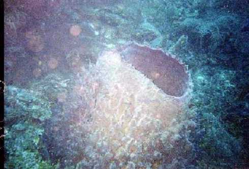 db000043.jpg