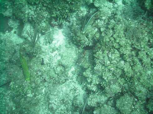dg000114.jpg