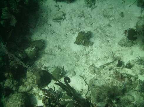 dg000142.jpg