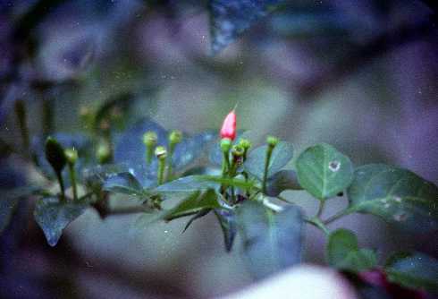fa000118.jpg