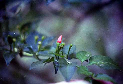 fa000119.jpg