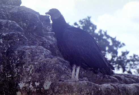 fb000611.jpg