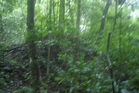 fg000029.jpg