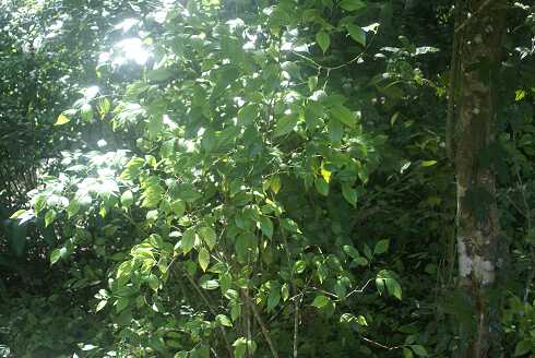 fg000182.jpg