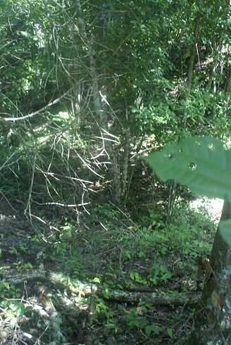 fg000196.jpg