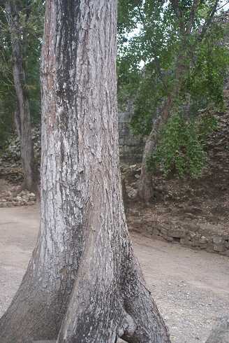 fg000383.jpg