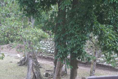 fg000393.jpg