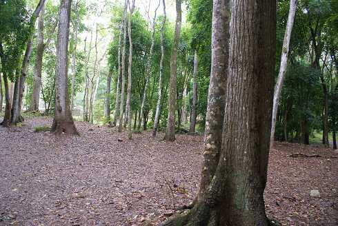 fg000803.jpg