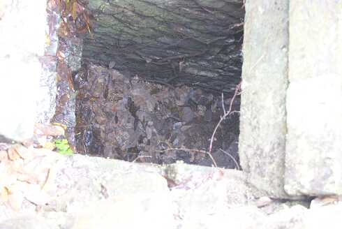 fg000830.jpg