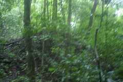fg000029.jpg