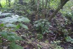 fg000045.jpg