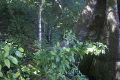 fg000184.jpg