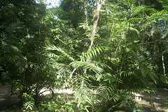 fg000202.jpg