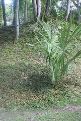 fg000217.jpg