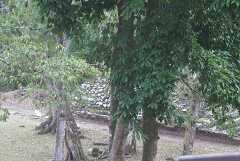 fg000393.jpg