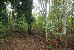 fg000650.jpg