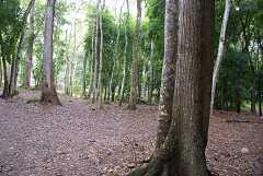 fg000803.jpg